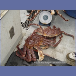2005_1561_Anyox_King_Crabs.html