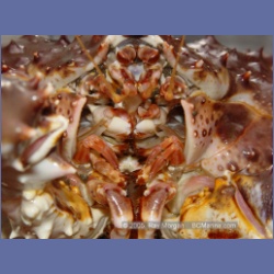 2005_1566_Anyox_King_Crabs.html