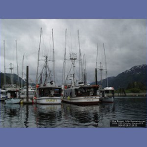 2006_1592_Pelican_Alaska.JPG