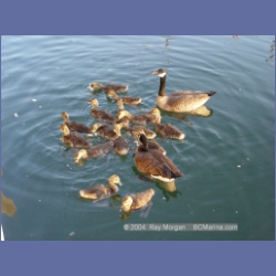2003_2404_Sidney_BC_Geese.html