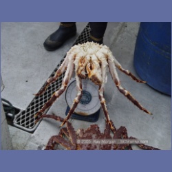 2005_1563_Anyox_King_Crabs.html
