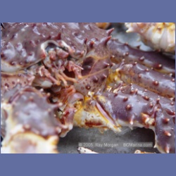 2005_1564_Anyox_King_Crabs.html