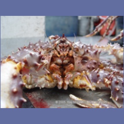 2005_1565_Anyox_King_Crabs.html
