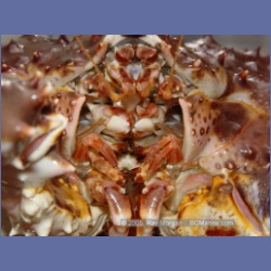 2005_1566_Anyox_King_Crabs.html