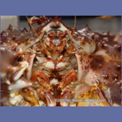 2005_1567_Anyox_King_Crabs.html