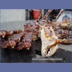 2005_1568_Anyox_King_Crabs.html