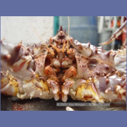 2005_1569_Anyox_King_Crabs.html